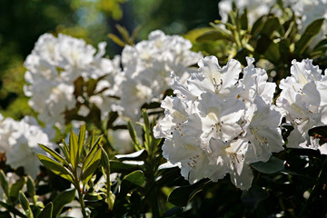 rhododendron bas de bruin