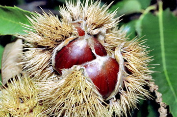 chataigne ard&eacute;choise
