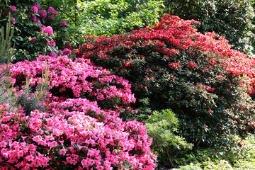 Fototapeta na wymiar rododendrony i azalie