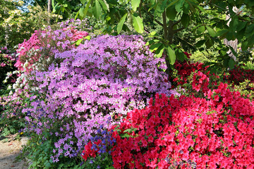Obraz premium rhododendrons