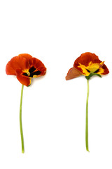 Naklejka premium pansy