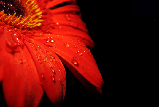 Fototapeta big red beautiful gerber with water drops