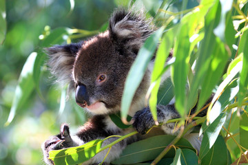 australien_07_ 0205,02 © Andreas Edelmann