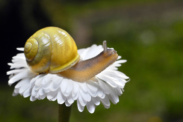 snail on white flower