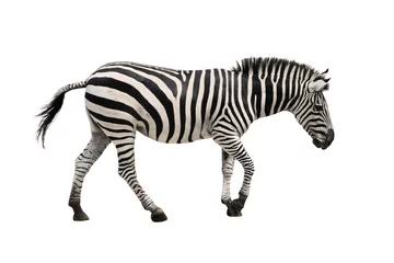 Keuken foto achterwand Zebra zebra