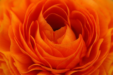 orange renuncula close-up