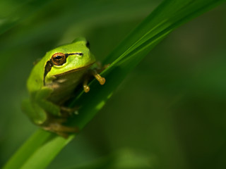 frog