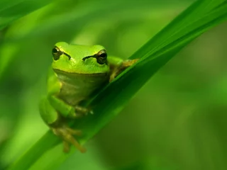 Photo sur Plexiglas Grenouille grenouille