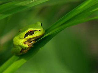 frog