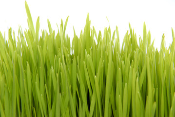 Fototapeta na wymiar fresh grass isolated on white