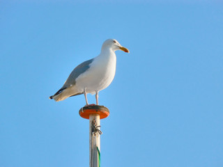 möwe