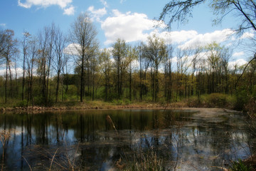 Fototapeta na wymiar pond reflection