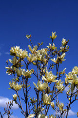 yellow magnolia blossom