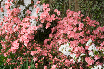 azaleas