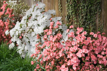 azaleas