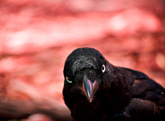 hells gatekeeper