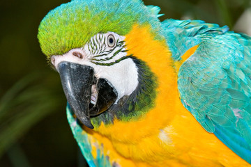 macaw