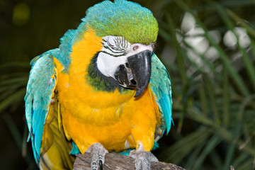 macaw