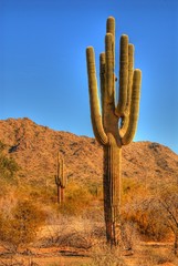 desert saguaro