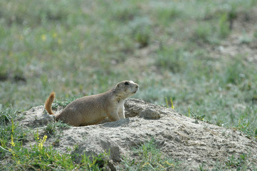 prairie dog mound