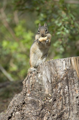 chipmonk eating a peanut