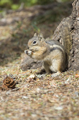chipmonk eating a peanut