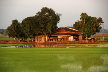 morning, farm house paddy field and trees