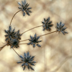 thorny grass