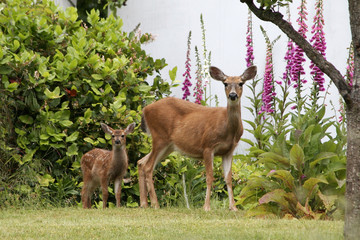 doe, fawn, and foxgloves