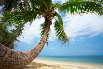 round shape palm