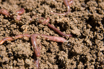 composting worms
