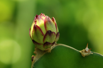 dragon fruit flowers