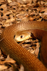 Fototapeta premium schlange