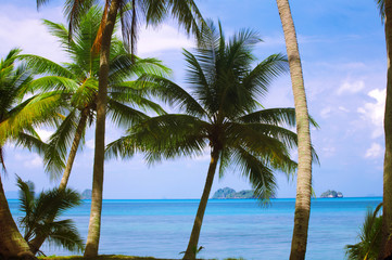 Plakat tropical view