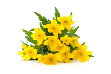 yellow spring flowers