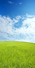 Fototapeta na wymiar barley field over beautiful blue sky 4