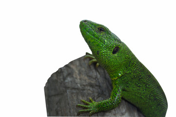 the lizard