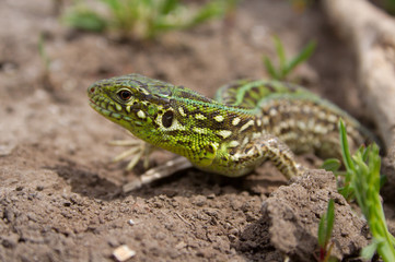 the lizard