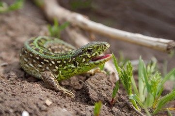 the lizard