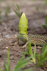 the lizard