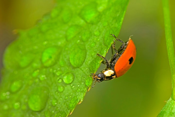 ladybird and drops