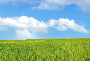 Fototapeta na wymiar barley field over beautiful blue sky 1
