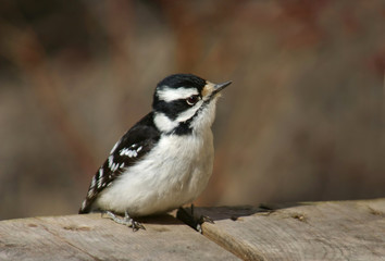 downy woodpecker