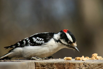 downy woodpecker