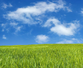 barley field over beautiful blue sky 2