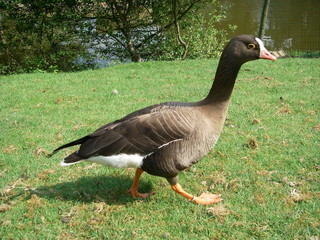 Canard