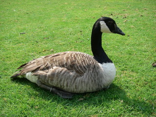 Cygne