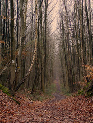 allée forestière