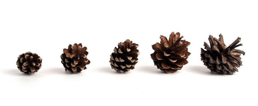 six pinecones