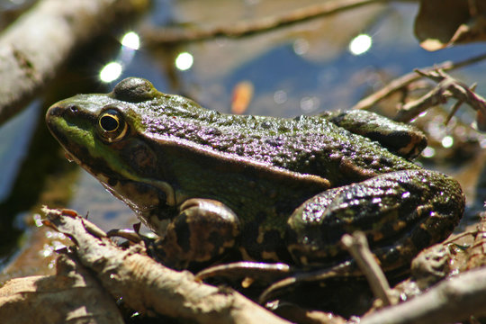 Frogy Images – Browse 72 Stock Photos, Vectors, and Video | Adobe Stock